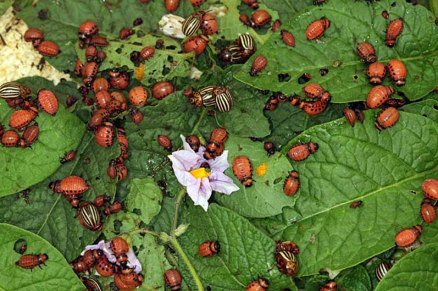 Colorado kartoffelbaglen (Leptinotarsa decemlineata) er langt det største skadedyr for både baghaven