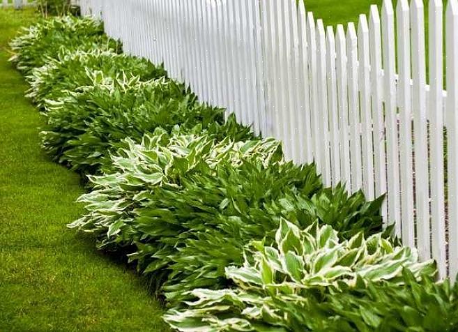 Groundcovers tilbyder landskabsløsninger til problemområder