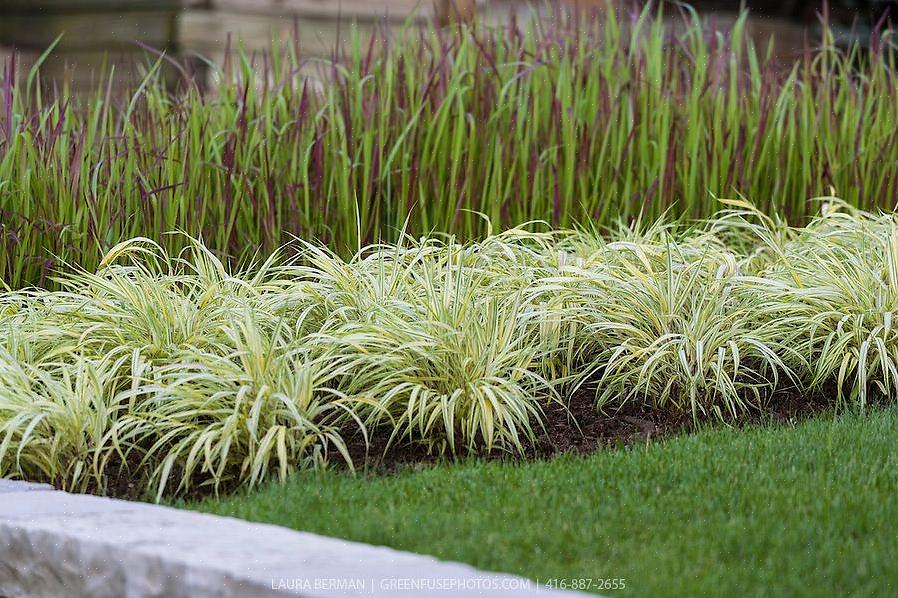 Vil Golden Japanese Forest Grass (botanisk navn
