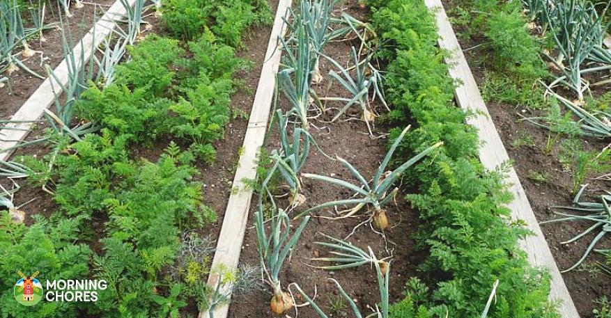Ledsagerplanter afviser haven skadedyr