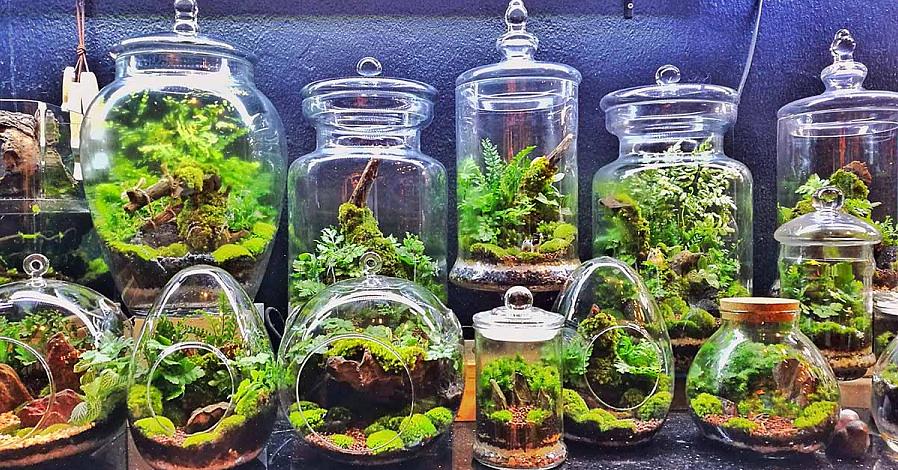 De fleste sukkulenter eller ørkenplanter er ikke gode valg for lukkede terrarier
