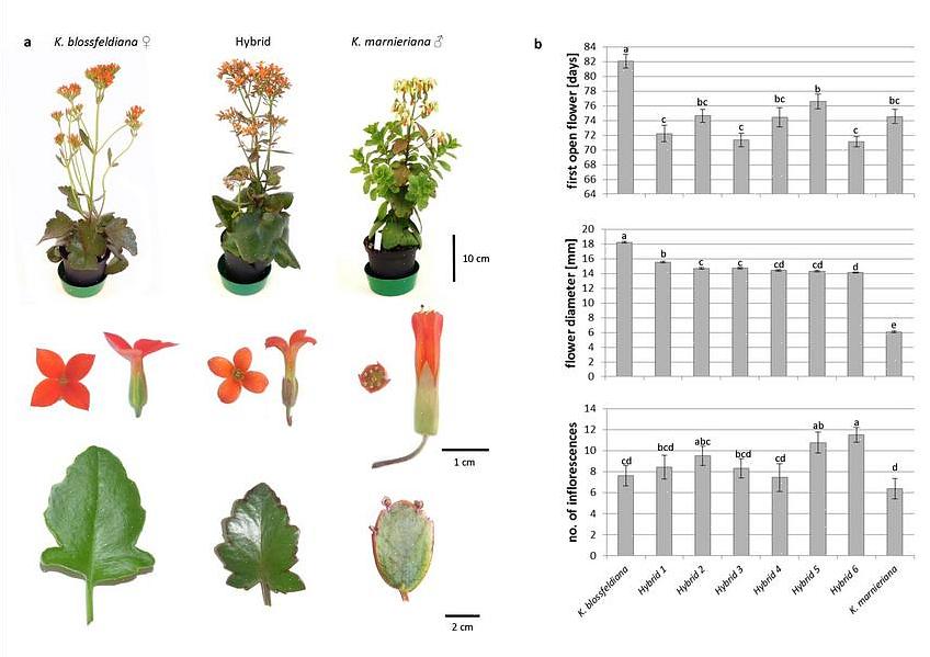 Hybridisering er processen med at avle mellem individer af forskellige arter (interspecifik hybridisering)
