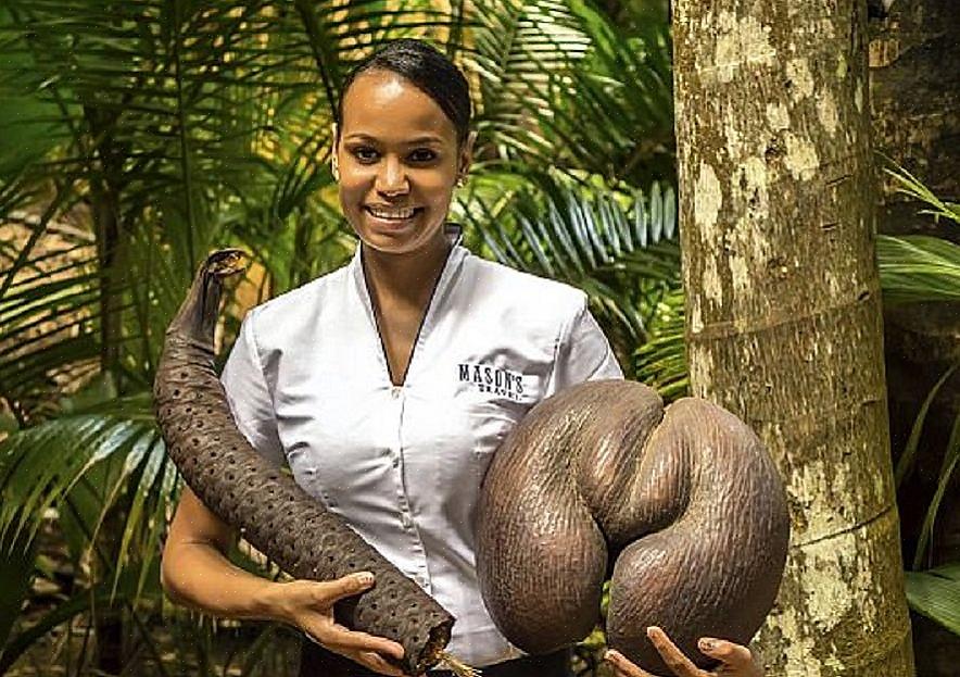 Coco de mer-frøet er stort og tungt
