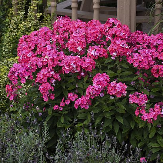 Høje havefloxblomster er gode kolibrier