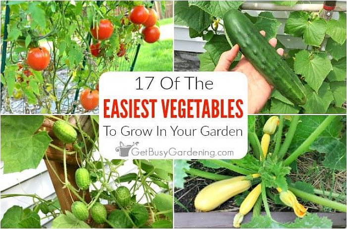 Dyrk chard for sin hurtige farve og nem pleje
