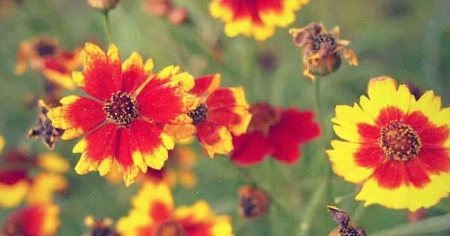 Såsom den lyserøde Coreopsis 'Limerock Passion'