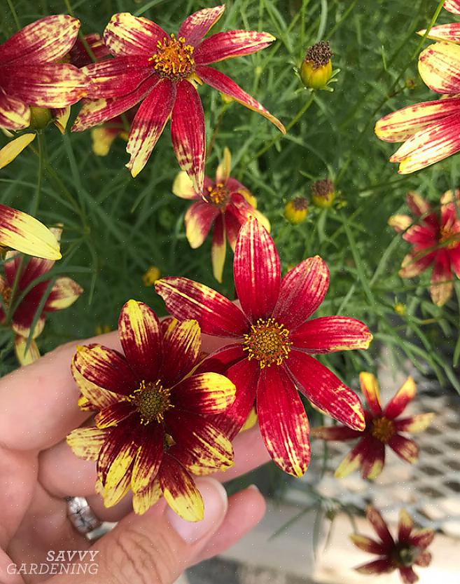 Endda enårige blomstrende Coreopsis