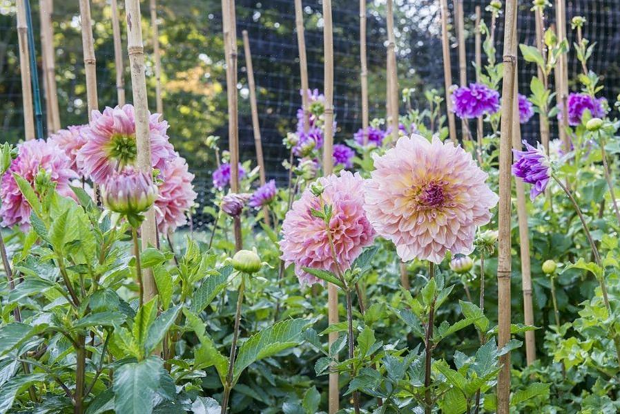 Dahliaer er blomster fra midten til sen sæson