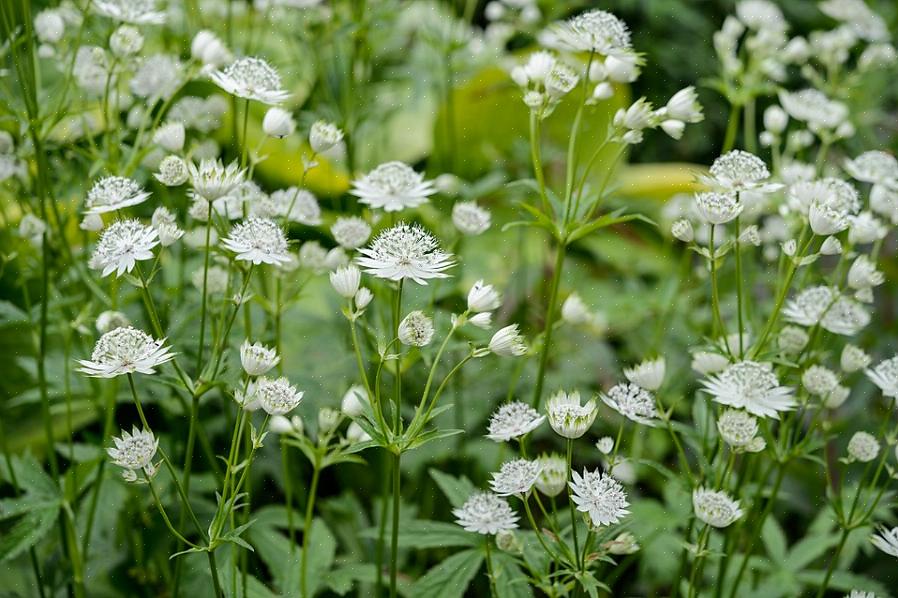 Deres kæmpe blomster