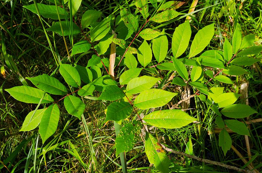 Hvis gift sumac rører ved din hud
