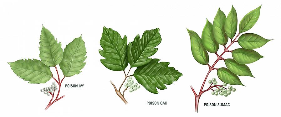 Efterårsblade af gift sumac er storslået