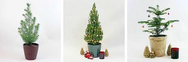 Når du kender de overraskende juletraditioner