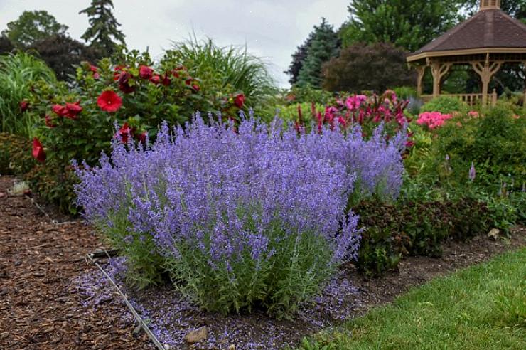 Russiske salvieplanter begynder at blomstre langsomt