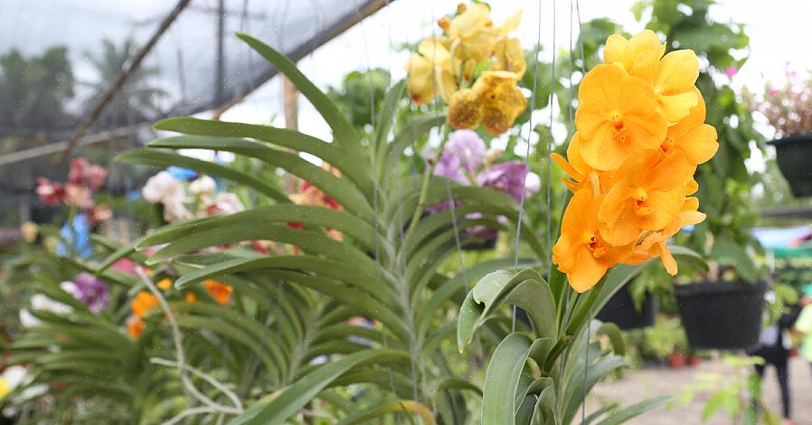Blomster