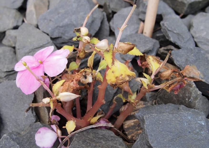 Balsam i a) Disse er højere planter end almindelige Impatiens med aflange