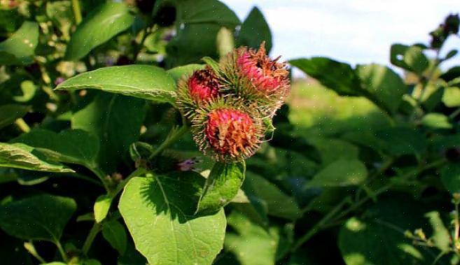 Du kan også bruge burdock til hudproblemer