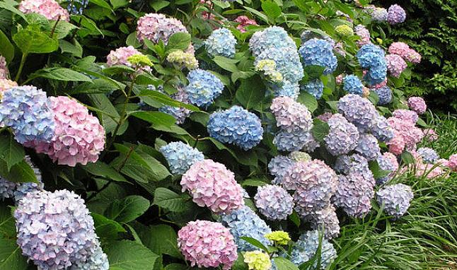 Hortensiaer drager fordel af 2,50 cm vand om ugen om sommeren (medmindre det regner)