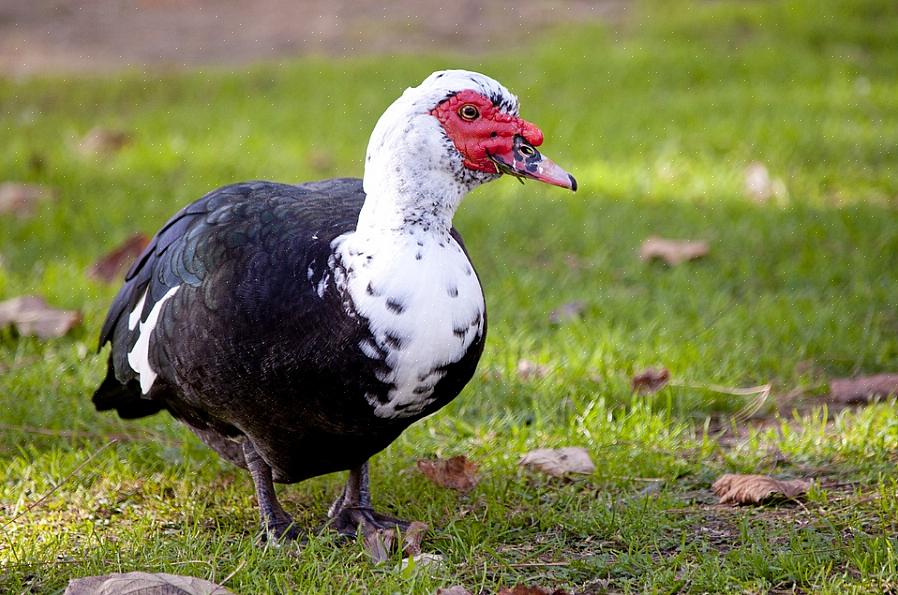 Backyard Duck (domestic)