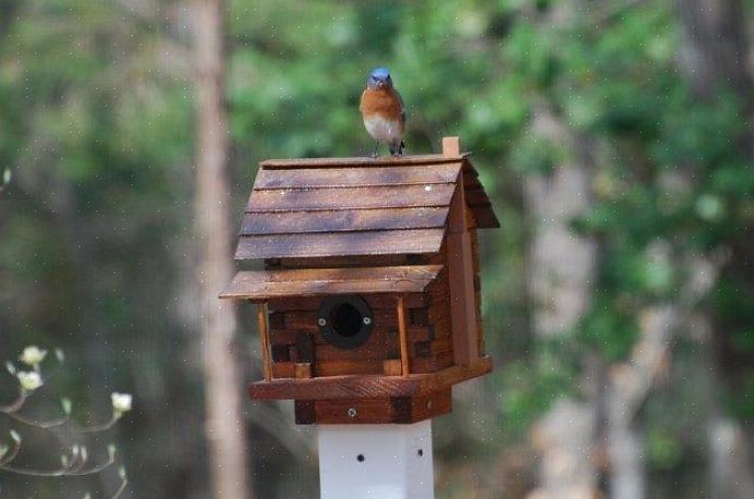 Effektivt bluebird-hus