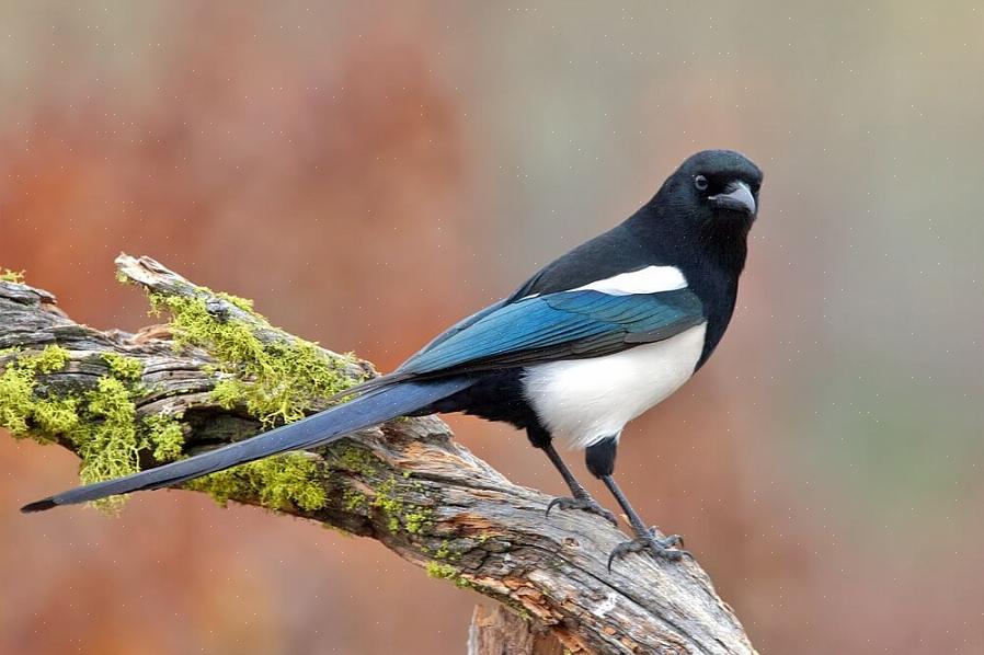 Den sortnæbede magpie har en svær sort næb