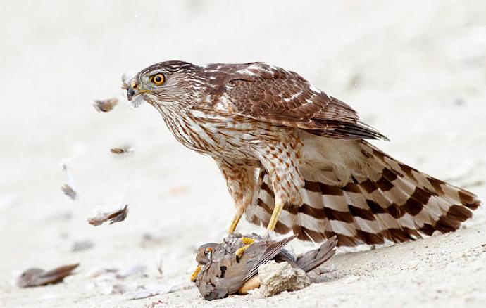 Den skarpt skinnede hawk