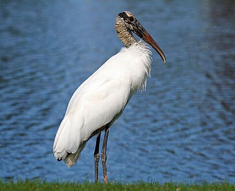 Træstorks identifikation