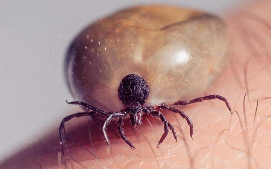 Køb derefter æteriske olier (prøv Plant Therapy's Insect Shield Synergy Blend eller Rose Geranium olie)